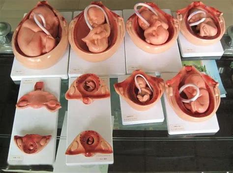 科普：胎儿18周就能看出是否“左撇子”|胎儿|左撇子|孕期_新浪育儿_新浪网