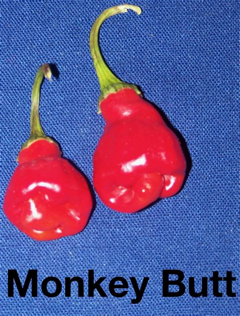 Monkey Butt - The Chile Shop
