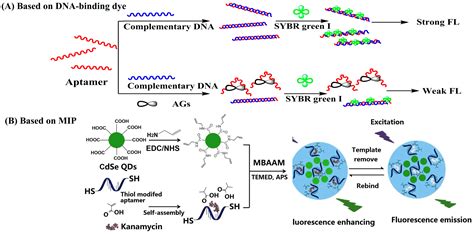 Recent Advances in Optical Detection of Aminoglycosides