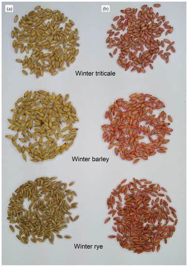 Measurements and Analysis of the Physical Properties of Cereal Seeds ...
