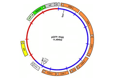 Pcambgfp Vector Map 的图像结果