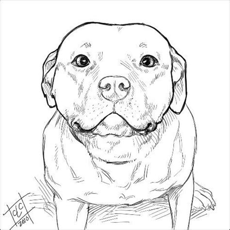 Realistic Dog Drawing Tutorial 的图像结果