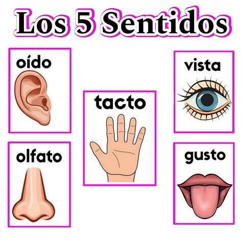 Los 5 sentidos f74 – Artofit