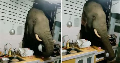 Hungry Elephant Smashes Through Kitchen Wall To Steal Bag Of Rice