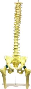 WE CARE PSW PRODUCTION Human Spinal cord with pelvis Femur head ...
