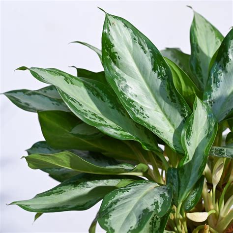 Buy Aglaonema Manila Beauty XL Plant: Elevate Your Space with Elegance ...