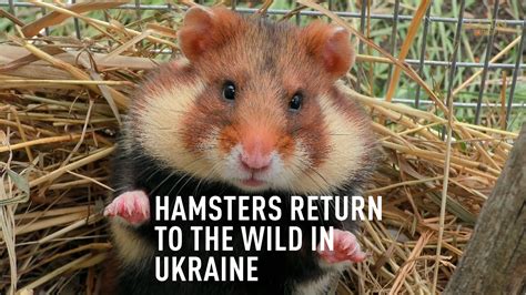 Endangered In Ukrainian