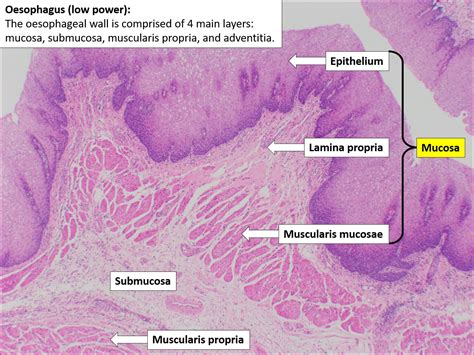 Esophagus Histology