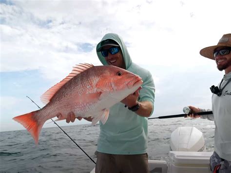 Image result for Sea Snapper