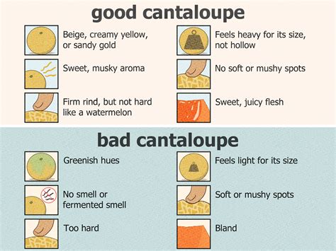 How to Pick a Good Cantaloupe: Tips for a Sweet, Juicy Melon
