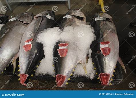 Bigeye Tuna editorial photo. Image of fishauction, showcases - 50157136