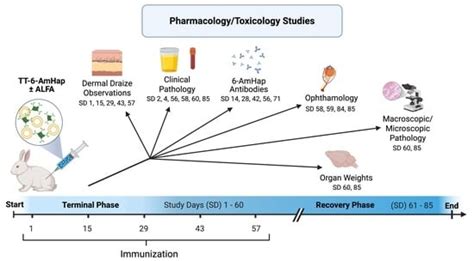 Safety and Toxicology Profile of TT-6-AmHap Heroin Conjugate Vaccine