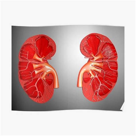 Anatomical Models - Human Kidney with Adrenal Gland Manufacturer from ...