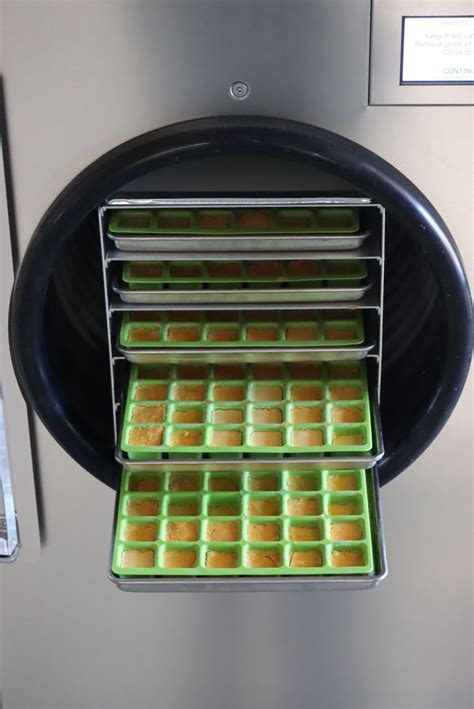 How to Freeze Dry Eggs (& Ways to Use Them)