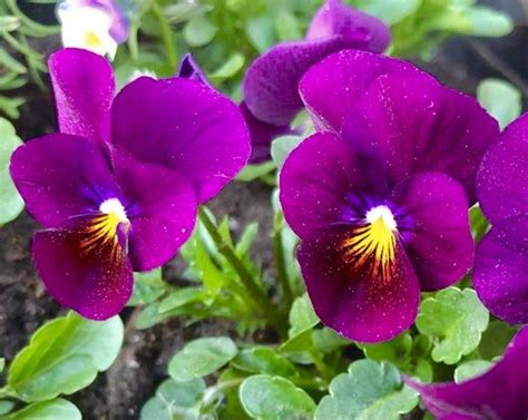 Image result for Spring Flower Types