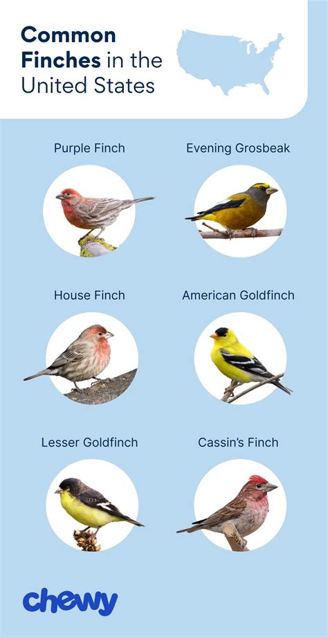 What Is a Finch? Learn About These Small Songbirds | Chewy