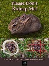 Image result for Wild Rabbit Wants In