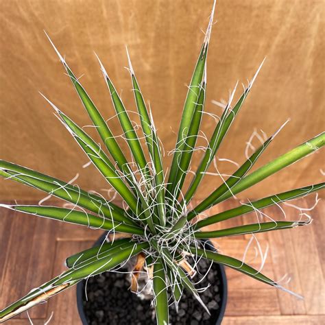 Yucca filifera【ユッカ・フィリフェラ】 | RIMO'S GREEN 【Saboten & Succulent】