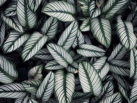 Kitchen Wallpaper | Washable Kitchen Background | Giffywalls