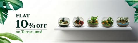 Crazyflora - Indoor Plants | Outdoor Plants in Bangalore