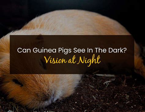 How Far Can Guinea Pigs See