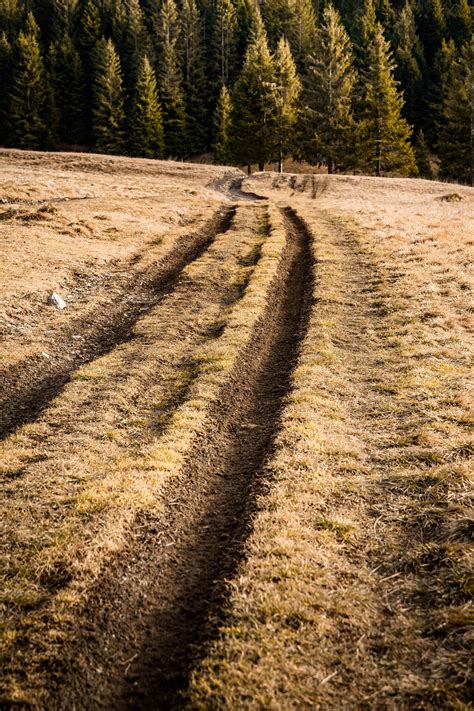 Image result for Tree Line Explained