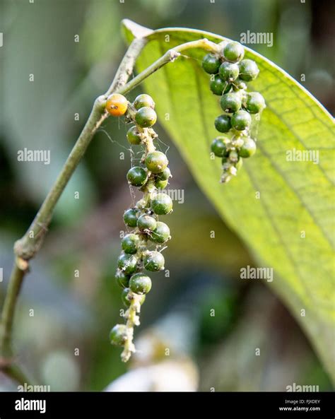 Black pepper plant green hi-res stock photography and images - Alamy