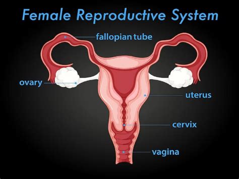 Image result for Fallopian Tube Surgery