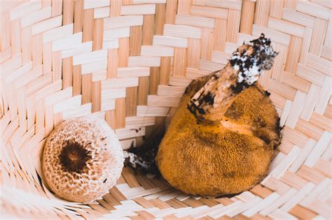 Mushroom Hunting by the Salmon River – Maxwell