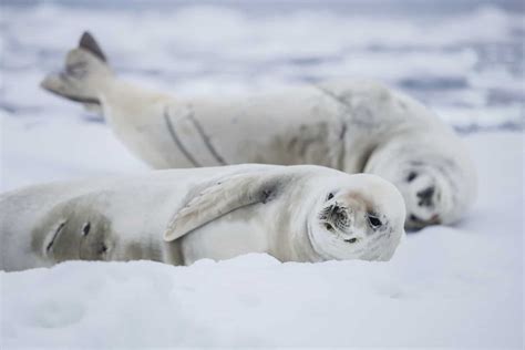 Animals in Antarctica - A Wildlife Guide To Antarctic Regions