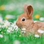 Image result for Bing Bunny JPEG-image