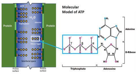 Is Atp A Protein