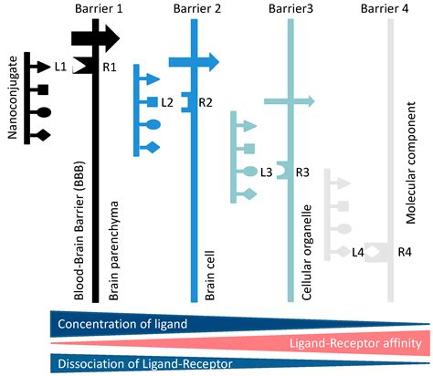 Small-Sized Co-Polymers for Targeted Delivery of Multiple Imaging and ...