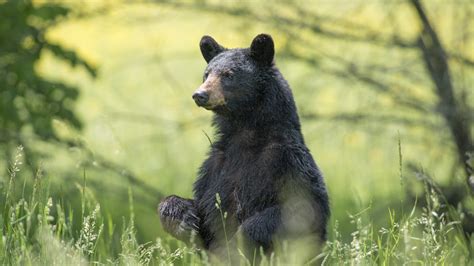 DWR asks Virginia hunters to help with bear mange study | WRIC ABC 8News