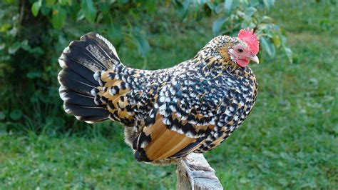 Birds, Chicken, HD Wallpaper | Rare Gallery