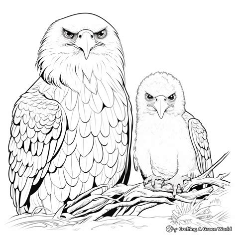 Flying Eagle Coloring Pages - Free & Printable!