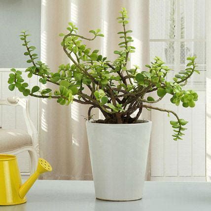 Beautiful Jade Plant– Bloomsvilla