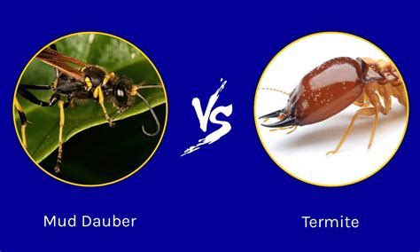 Dirt Dauber And Wasp Difference at Sherry Ortega blog