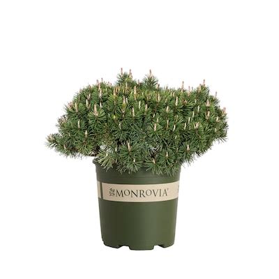 Slowmound Mugo Pine Shrubs - Compact Evergreens | Lowe's