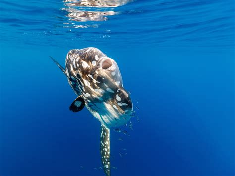 Enormous New World Record Sunfish Caught On Lake Havasu Premier Angler ...