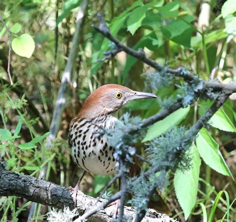 Pictures and information on Brown Thrasher