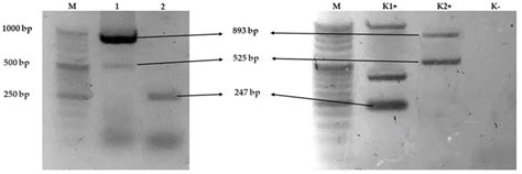 Wild Duck (Anas platyrhynchos) as a Source of Antibiotic-Resistant ...