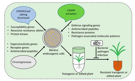 Control of Bacterial Diseases of Banana Using CRISPR/Cas-Based Gene Editing
