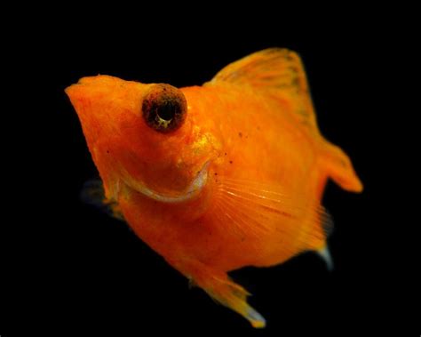Molly Fish Diseases: Why Do Molly Fish Die Suddenly?