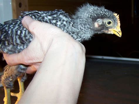 pictures of 4 week old chicks | BackYard Chickens - Learn How to Raise ...