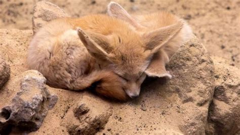 From built-in air conditioners to radar ears: 5 animals with the ...