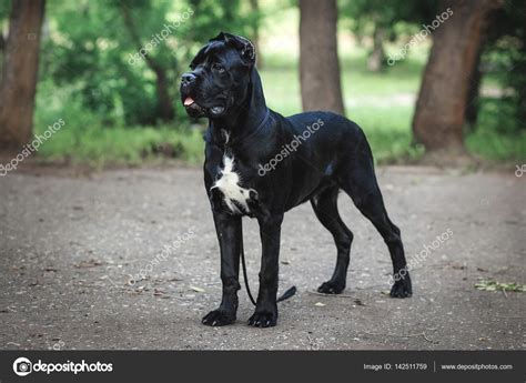 Cane Corso Black Puppies