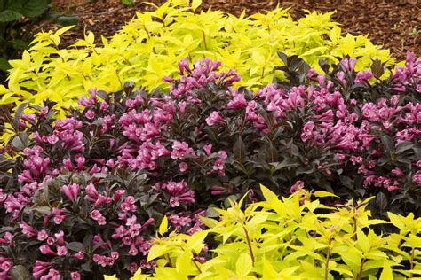 Dark Horse Weigela, Weigela florida 'Dark Horse', Monrovia Plant