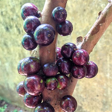Jaboticaba Red Hybrid Fruit Plant (Plinia Cauliflora X Plinia Aureana ...