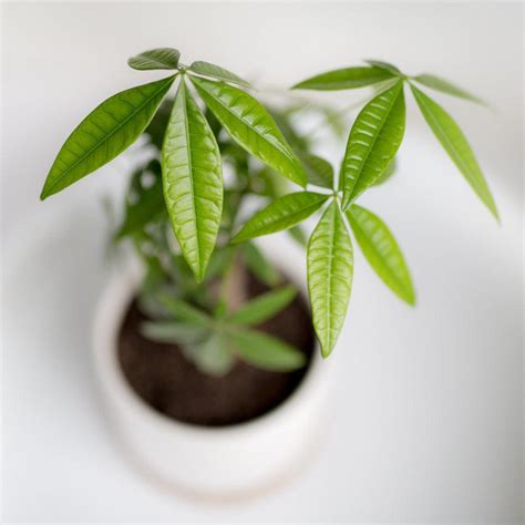 Pachira Money Tree – Inntinn.in